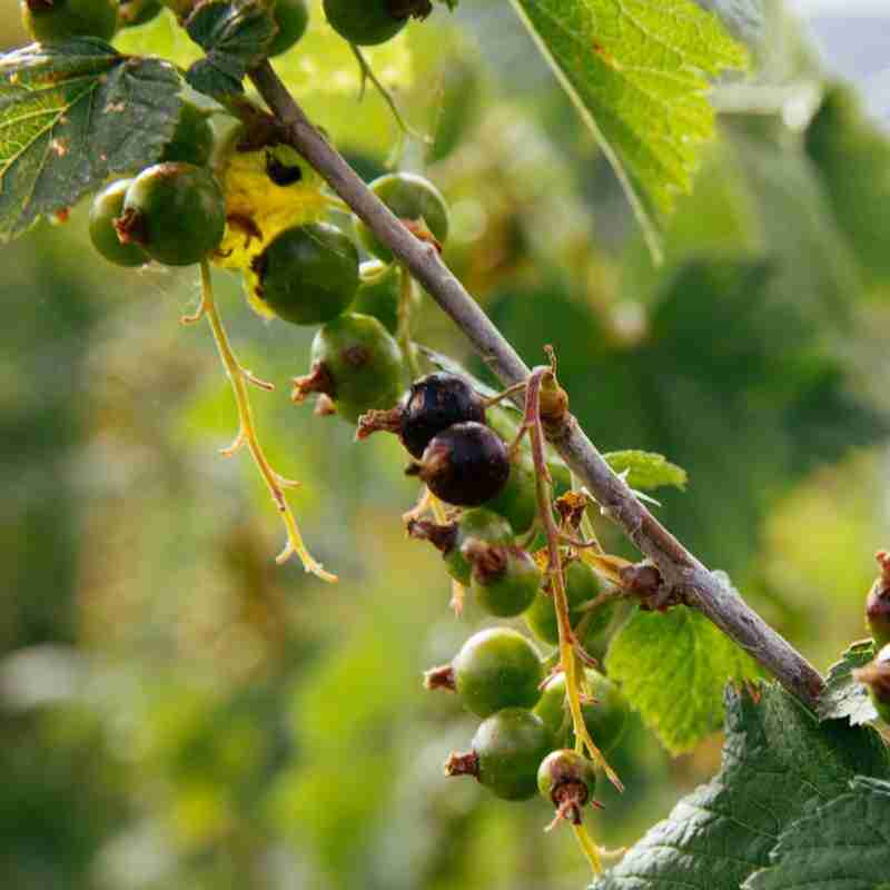 Biofarm: Garito, gli Antinori del Ribes